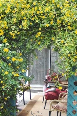 Duet Yellow Jasmine (Jessamine) - 2 Gallon Pot -Shrub Plant Shop Jasmine Duet 9