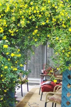 Pride Of Augusta Double Flowering Carolina Jasmine - 3 Gallon Pot -Shrub Plant Shop Jasmine Pride Of Augusta 2