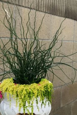 Big Twister Giant Corkscrew Rush (Juncus Effusus) - 5 Pack Of Quart Pots -Shrub Plant Shop Juncus Big Twister 12