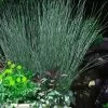 Blue Arrows Rush (Juncus Inflexus) - 8 Pack Of 1 Gallon Pots