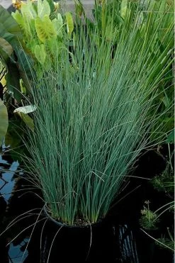 Blue Arrows Rush (Juncus Inflexus) - 8 Pack Of 1 Gallon Pots -Shrub Plant Shop Juncus Blue Arrows 11
