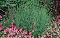 Blue Arrows Rush (Juncus Inflexus) - 8 Pack Of 1 Gallon Pots -Shrub Plant Shop Juncus Blue Arrows 12