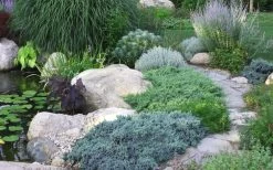 Blue Star Juniper - 1 Gallon Pot 9 Blue Star Juniper - 1 Gallon Pot -Shrub Plant Shop Juniper Blue Star 14