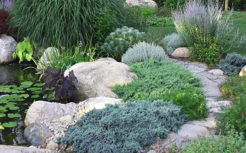 Blue Star Juniper - 1 Gallon Pot 5 Blue Star Juniper - 1 Gallon Pot - Image 5