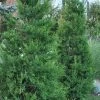 Hetzi Columnar Juniper - 1 Gallon Pot