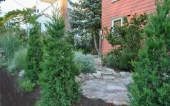 Hetzi Columnar Juniper - 1 Gallon Pot -Shrub Plant Shop Juniper Hetzi Columnar Landscape