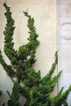 Hollywood Torulosa Juniper - 1 Gallon Pot -Shrub Plant Shop Juniper Hollywood 12