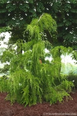 Weeping Virginia Juniper - Juniperus Virginiana 'Pendula' - 1 Gallon Pot -Shrub Plant Shop Juniper Virginia Weeping