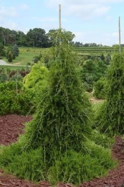 Weeping Virginia Juniper - Juniperus Virginiana 'Pendula' - 1 Gallon Pot -Shrub Plant Shop Juniper Virginia Weeping 5