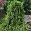 Weeping Virginia Juniper - Juniperus Virginiana 'Pendula' - 1 Gallon Pot