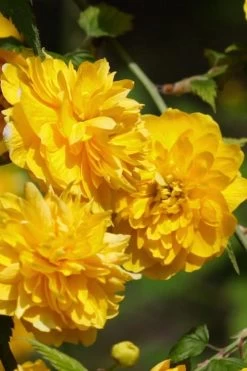 Japanese Marigold Bush (Kerria Japonica 'Pleniflora') - 5 Pack Of Quart Pots 17 Japanese Marigold Bush (Kerria Japonica 'Pleniflora') - 5 Pack Of Quart Pots -Shrub Plant Shop Kerria 21