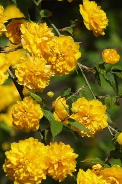 Japanese Marigold Bush (Kerria Japonica 'Pleniflora') - 5 Pack Of Quart Pots 16 Japanese Marigold Bush (Kerria Japonica 'Pleniflora') - 5 Pack Of Quart Pots -Shrub Plant Shop Kerria 22