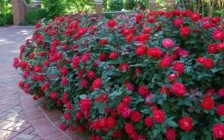 Red Double Knock Out Rose - 5 Gallon Pot 9 Red Double Knock Out Rose - 5 Gallon Pot -Shrub Plant Shop Knock Out Rose Double Red 7