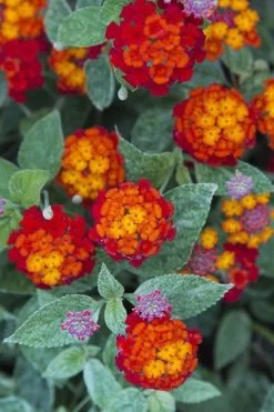 Cosmic Firestorm Lantana - 1 Gallon Pot