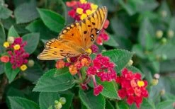 Cosmic Firestorm Lantana - 1 Gallon Pot -Shrub Plant Shop Lantana Cosmic Firestorm 2