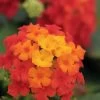 Little Lucky Red Lantana - 6 Inch Pot