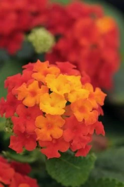 Cosmic Firestorm Lantana - 1 Gallon Pot -Shrub Plant Shop Lantana Little Lucky Red 500x750 2