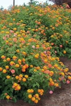 Miss Huff Hardy Lantana - 1 Gallon Pot -Shrub Plant Shop Lantana Miss Huff 14