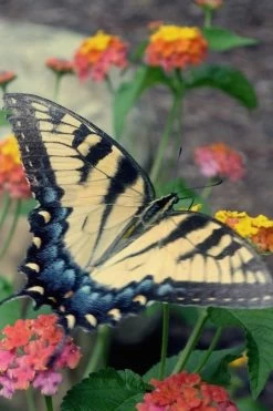 Miss Huff Hardy Lantana - 1 Gallon Pot -Shrub Plant Shop Lantana Miss Huff 16