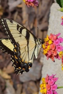 Sonset Hardy Lantana - 5 Pack Of Quart Pots -Shrub Plant Shop Lantana Sonset 25
