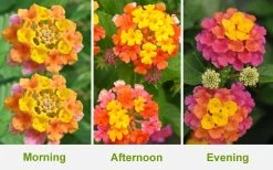 Sonset Hardy Lantana - 5 Pack Of Quart Pots -Shrub Plant Shop Lantana Sonset 26