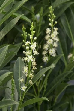 Schip Laurel (Prunus Laurocersasus 'Schipkaensis') - 6 Pack Of 1 Gallon Pots -Shrub Plant Shop Laurel Schip 3