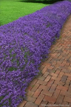Hidcote Blue English Lavender - 5 Pack Of Quart Pots -Shrub Plant Shop Lavender Hidcote 1