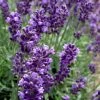 Hidcote Blue English Lavender - 5 Pack Of Quart Pots