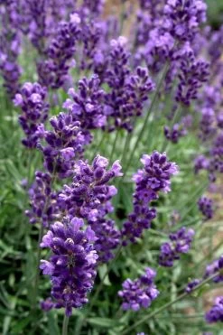 Hidcote Blue English Lavender - 5 Pack Of Quart Pots