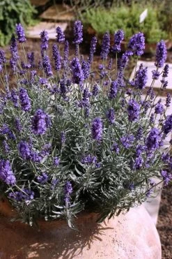 Hidcote Blue English Lavender - 5 Pack Of Quart Pots -Shrub Plant Shop Lavender Hidcote 3