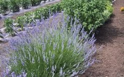 Provence French Lavender - 5 Pack Of Quart Pots -Shrub Plant Shop Lavender Provence 1
