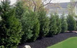 Leyland Cypress - 3 Gallon Pot -Shrub Plant Shop Leyland Cypress 50