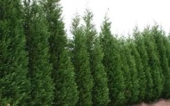 Leyland Cypress - 3 Gallon Pot -Shrub Plant Shop Leyland Cypress 51