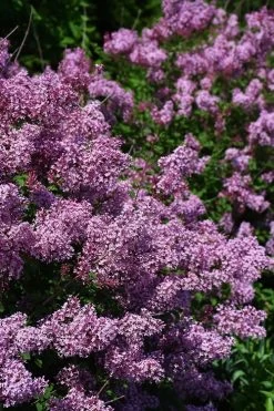 Bloomerang Dwarf Purple Lilac - 2 Gallon Pot -Shrub Plant Shop Lilac Bloomerang Dwarf Purple 2