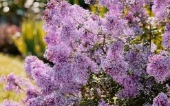 Bloomerang Dwarf Purple Lilac - 2 Gallon Pot -Shrub Plant Shop Lilac Bloomerang Dwarf Purple 3