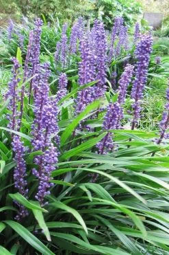 Emerald Goddess Liriope (Lilyturf) - 6-Pack Of 1 Gallon Pots