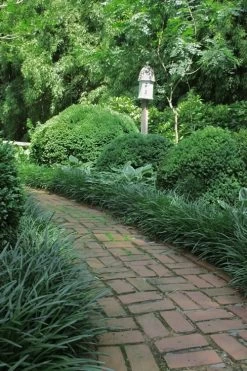 Emerald Goddess Liriope (Lilyturf) - 6-Pack Of 1 Gallon Pots -Shrub Plant Shop Liriope Emerald Goddess 2