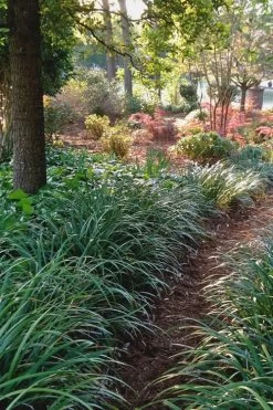 Emerald Goddess Liriope (Lilyturf) - 6-Pack Of 1 Gallon Pots -Shrub Plant Shop Liriope Emerald Goddess 500x750 1
