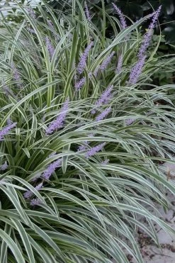 Silvery Sunproof Variegated Liriope - Lilyturf - 6 Pack Of 1 Gallon Pots