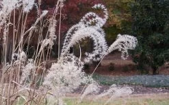 Little Zebra Grass - Miscanthus - 3 Gallon Pot -Shrub Plant Shop Little Zebra Grass 1
