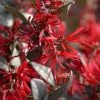 Little Moore Red Loropetalum (Chinese Fringeflower) - 3 Gallon Pot