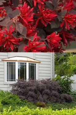 Little Moore Red Loropetalum (Chinese Fringeflower) - 3 Gallon Pot -Shrub Plant Shop Loropetalum Ever Red 2 500x750 3