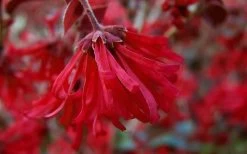 Little Moore Red Loropetalum (Chinese Fringeflower) - 3 Gallon Pot -Shrub Plant Shop Loropetalum Ever Red Flowers 4 1