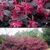 Plum Delight Loropetalum - Chinese Fringeflower - 3 Gallon Pot