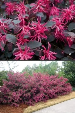 Plum Delight Loropetalum - Chinese Fringeflower - 3 Gallon Pot