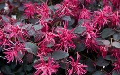 Plum Delight Loropetalum - Chinese Fringeflower - 3 Gallon Pot -Shrub Plant Shop Loropetalum Plum Flowers