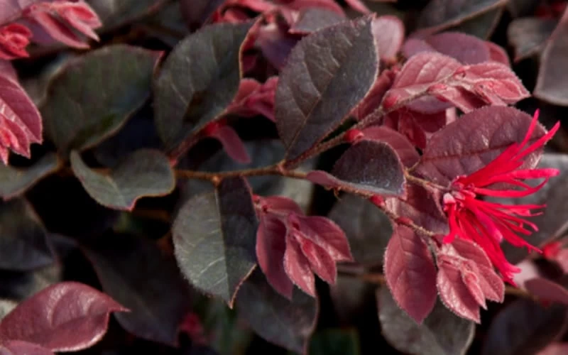 Purple Daydream Dwarf Loropetalum - 2 Gallon Pot 7 Purple Daydream Dwarf Loropetalum - 2 Gallon Pot - Image 7