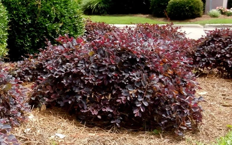 Purple Daydream Dwarf Loropetalum - 2 Gallon Pot 6 Purple Daydream Dwarf Loropetalum - 2 Gallon Pot - Image 6