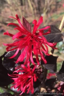 Red Diamond Loropetalum - 1 Gallon Pot