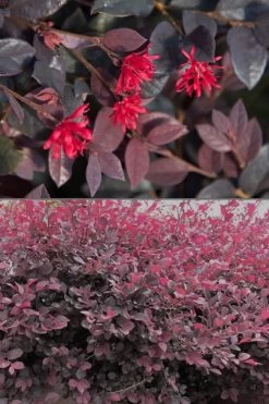Red Diamond Loropetalum - 1 Gallon Pot -Shrub Plant Shop Loropetalum Red Diamond 500x750 1